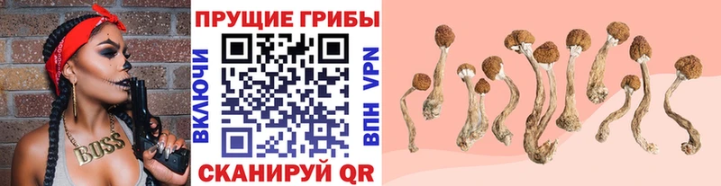 Псилоцибиновые грибы Cubensis где продают Горячий Ключ